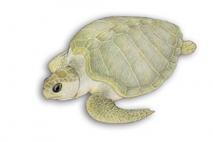 tartaruga