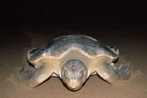 tartaruga